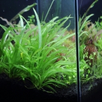 植栽から89日目　チェーンアマゾン